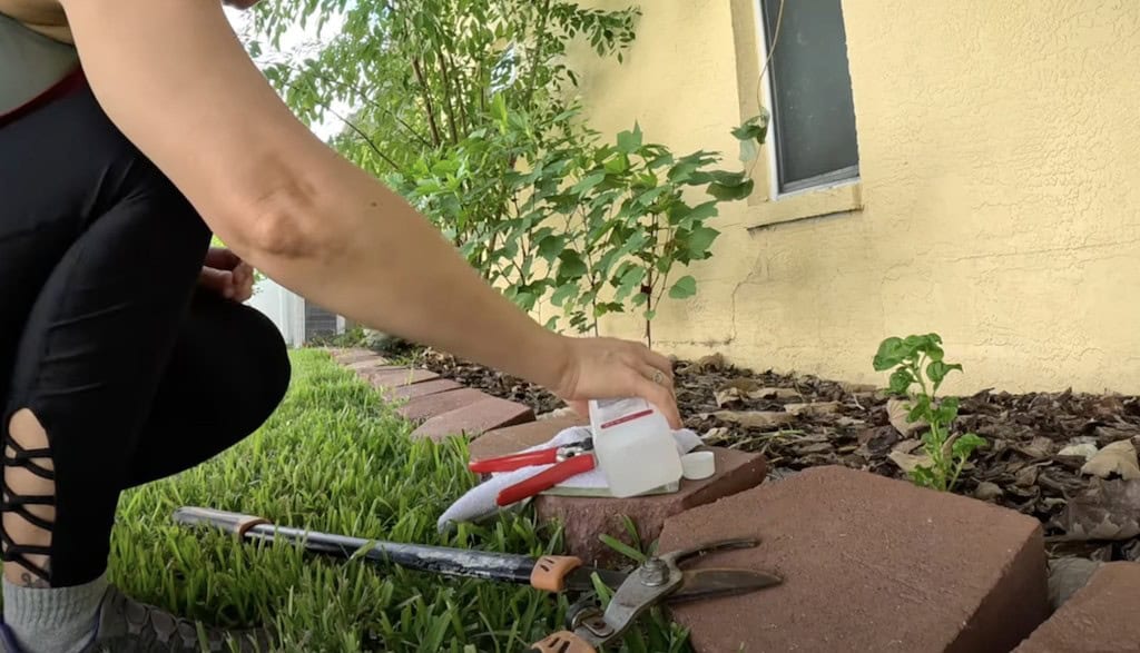 Summer Fruit Tree Pruning